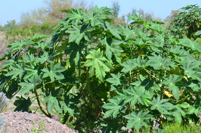 Castorbean naturally grows in disturbed areas, fields and roadsides. In central Arizona (Maricopa Co.) plants are often observed in the Salt River where permanent water occurs.  This species is native to southeastern Mediterranean Basin, Eastern Africa and India. It is now widespread through tropical regions. Ricinus communis